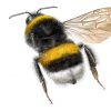 Aardhommel
